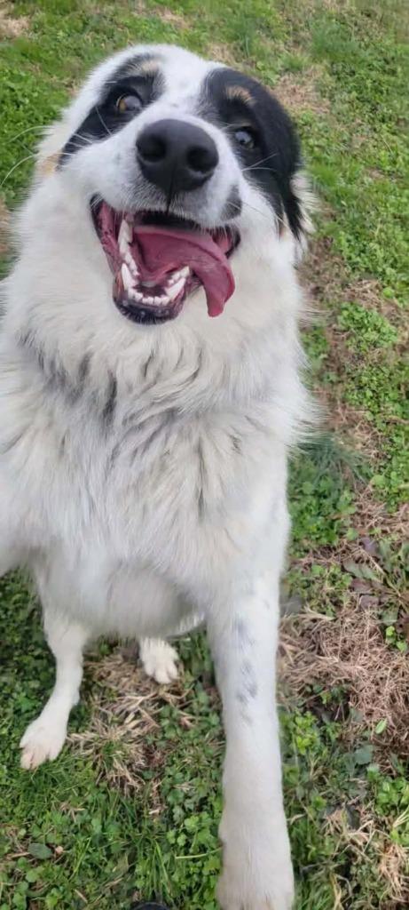 Willard, a Adoptable mixed breed in Shelbyville, TN image 4/6