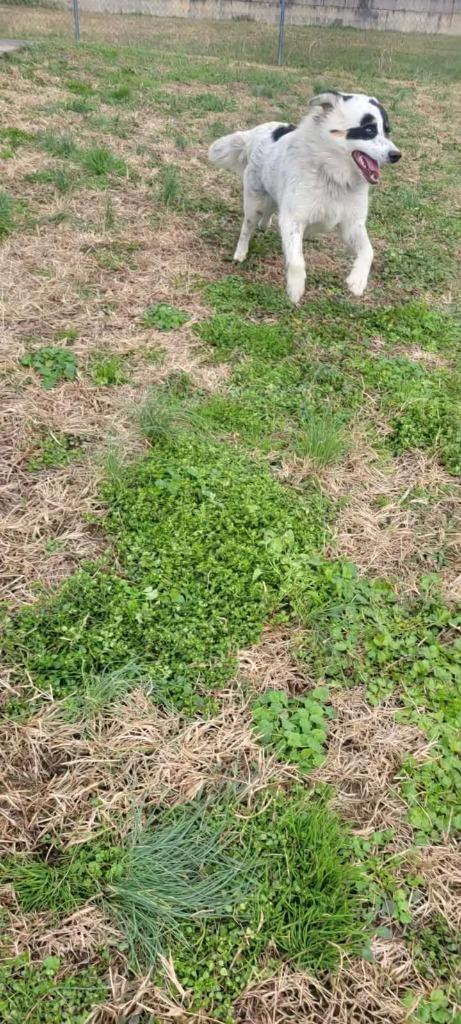 Willard, a Adoptable mixed breed in Shelbyville, TN image 5/6