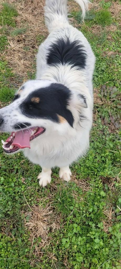 Willard, a Adoptable mixed breed in Shelbyville, TN image 6/6