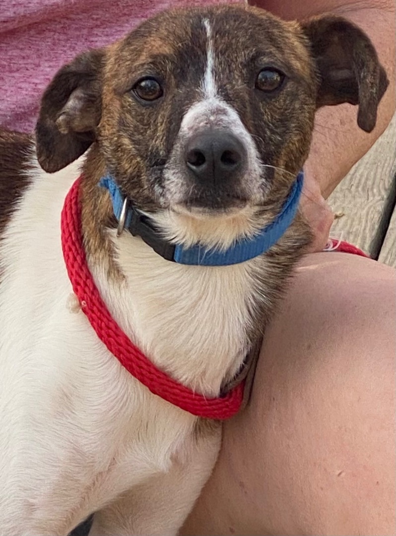 Brady, a Adoptable mixed breed in Zanesville, OH image 1/6