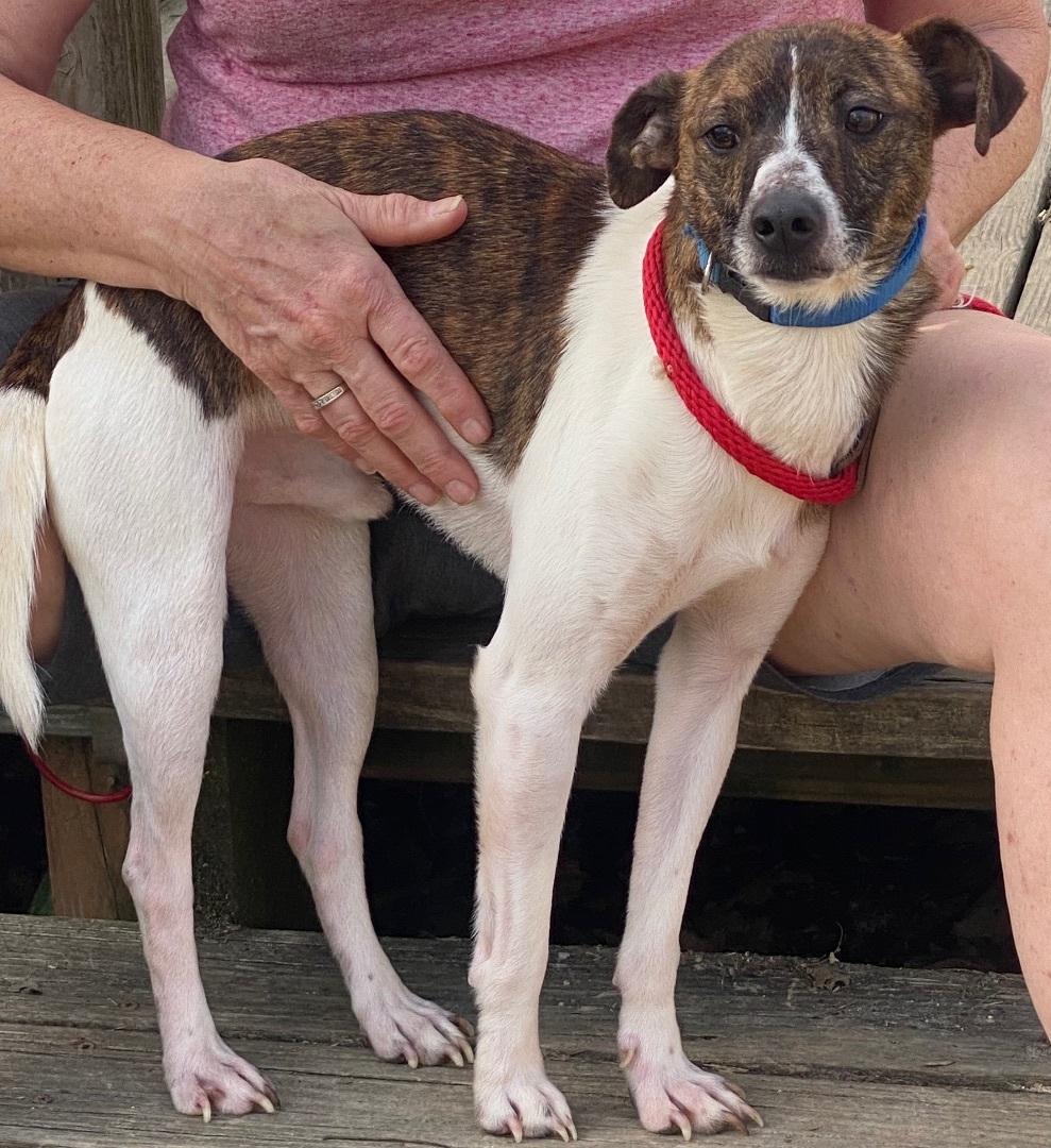 Brady, a Adoptable mixed breed in Zanesville, OH image 2/6