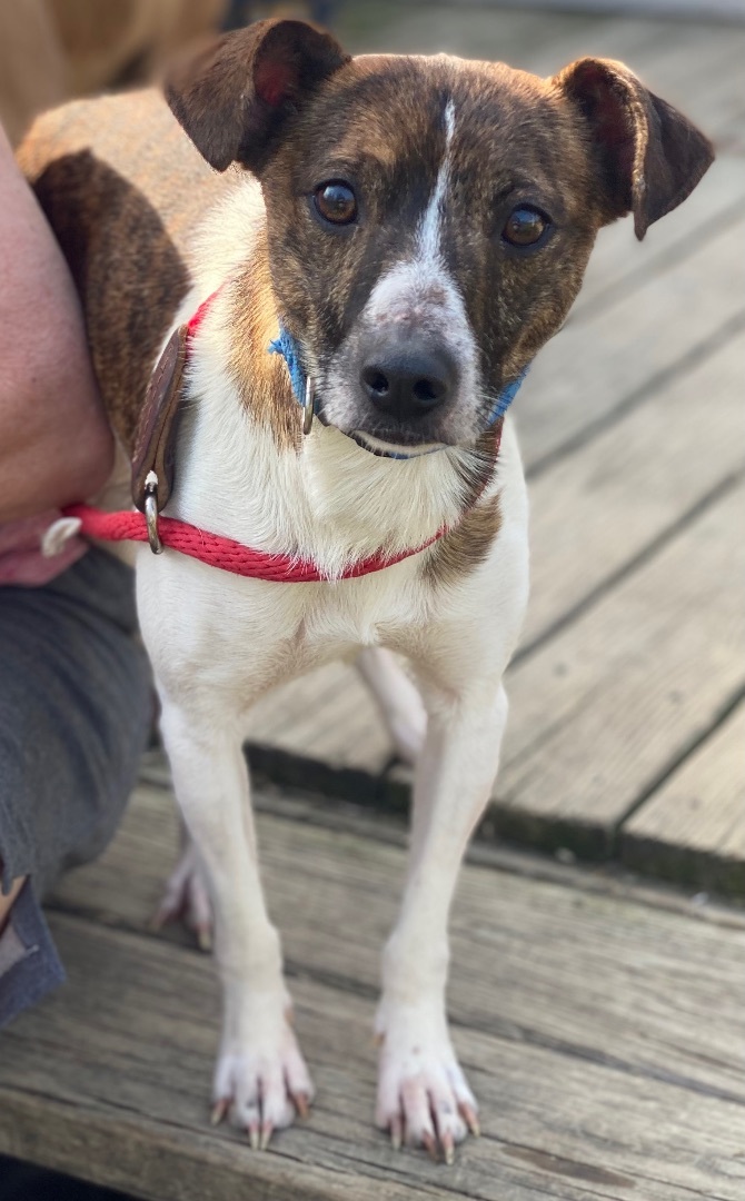 Brady, a Adoptable mixed breed in Zanesville, OH image 3/6