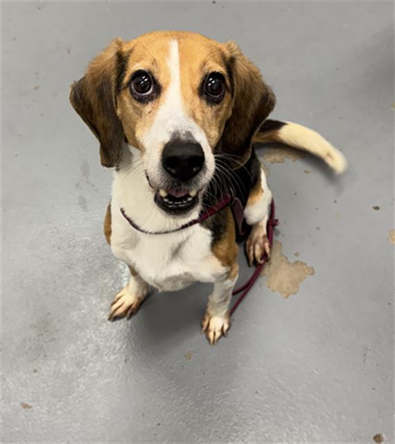 STANLEY TUCCI, Adoptable, Adult Male Beagle.