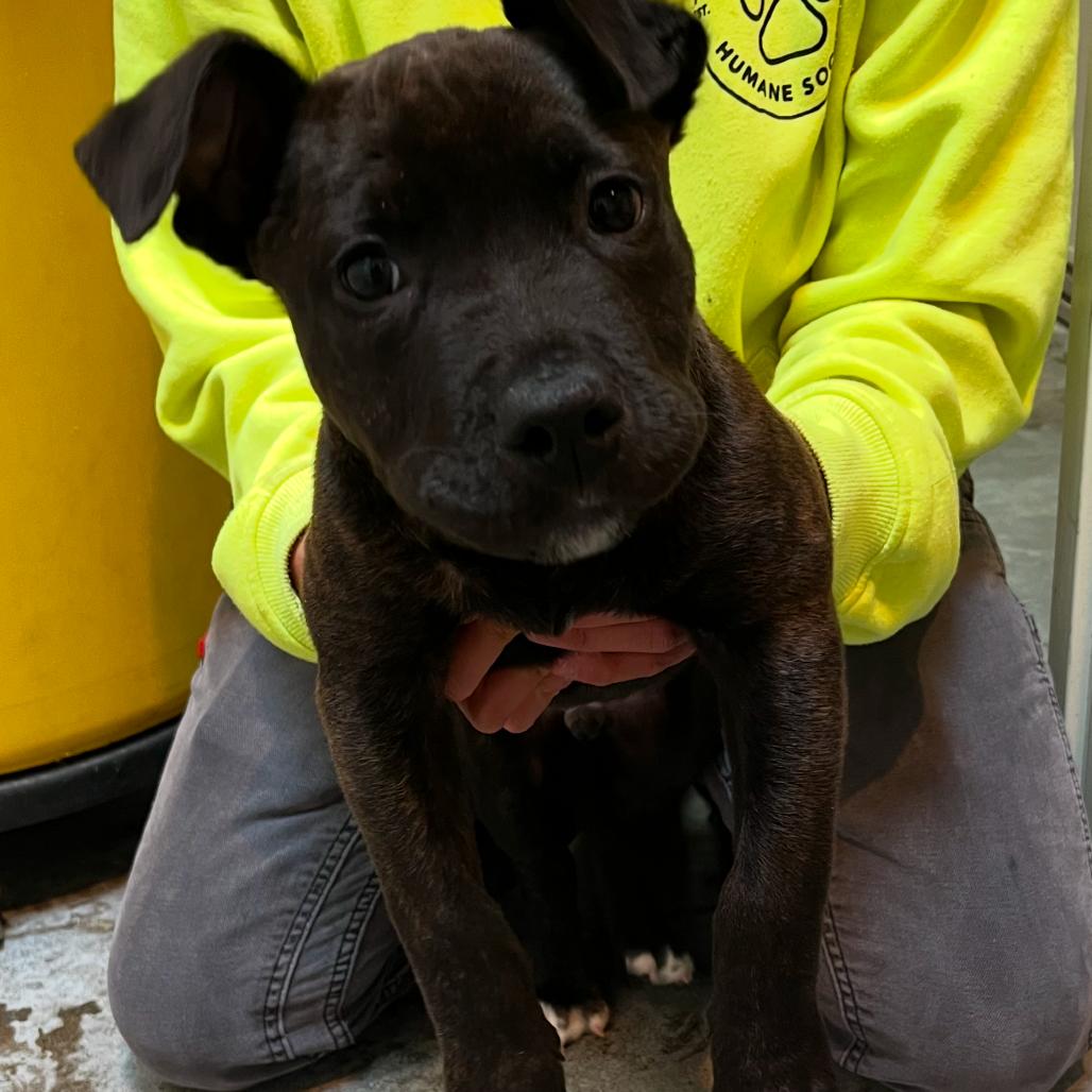 Enlarge Danny, a Adoptable Pit Bull Terrier in Port Angeles, WA image 1/2