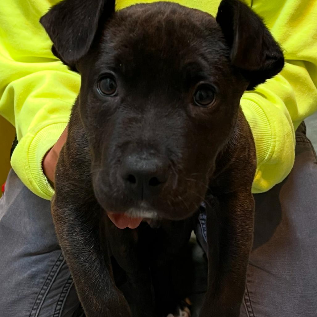 Enlarge Danny, a Adoptable Pit Bull Terrier in Port Angeles, WA image 2/2