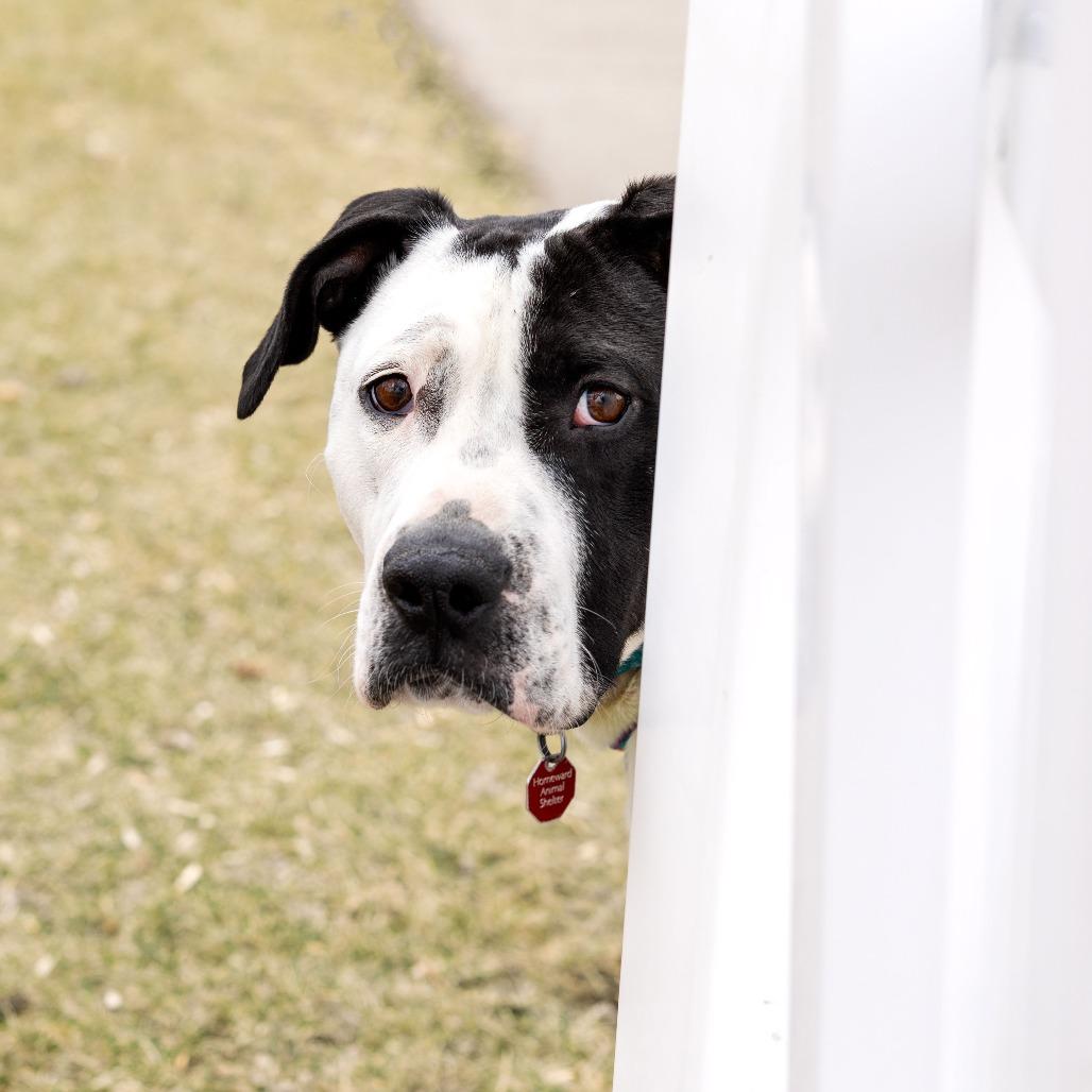 Kenny G, Adoptable, Adult Male Pit Bull Terrier & Mixed Breed.