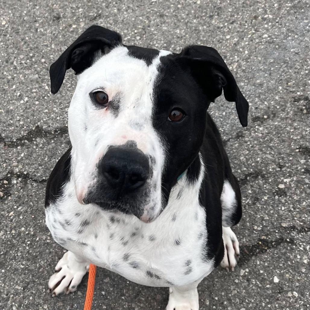 Kenny G, a Adoptable mixed breed in Fargo, ND image 2/6