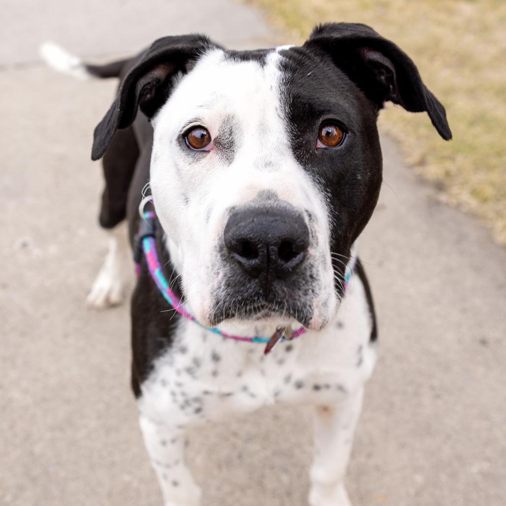 Kenny G, a Adoptable mixed breed in Fargo, ND image 3/6