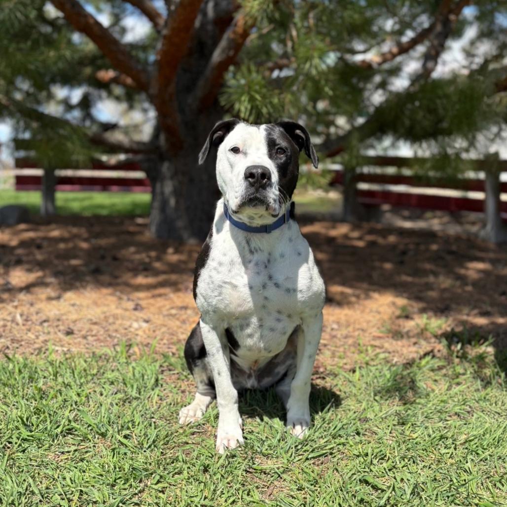 Kenny G, a Adoptable mixed breed in Fargo, ND image 4/6
