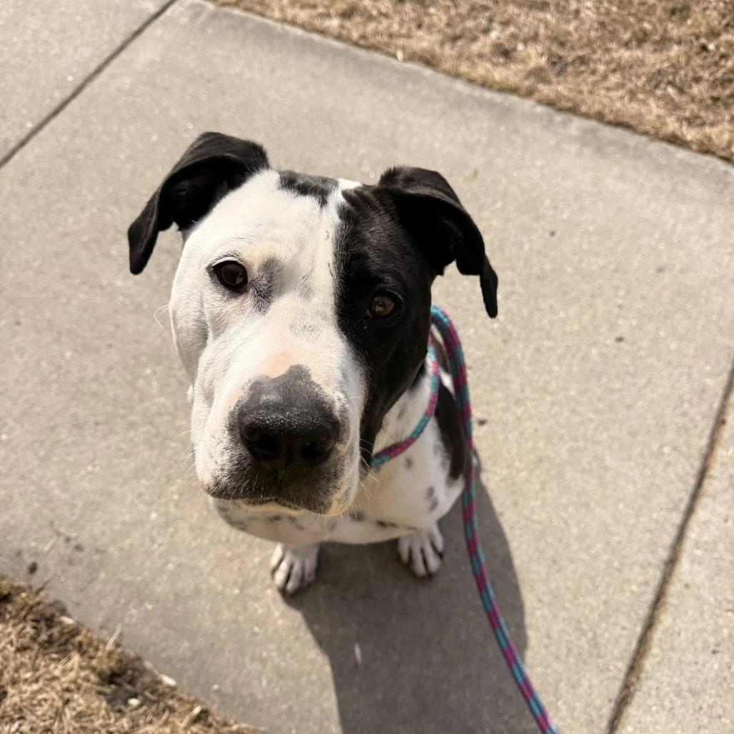 Kenny G, a Adoptable mixed breed in Fargo, ND image 5/6