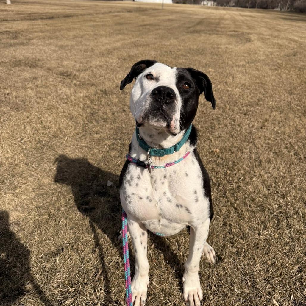 Kenny G, a Adoptable mixed breed in Fargo, ND image 6/6