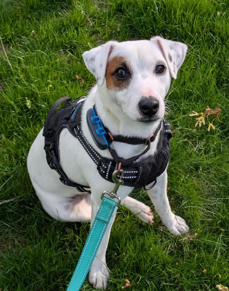 Cosmo, Adoptable, Young Male Jack Russell Terrier & Mixed Breed.