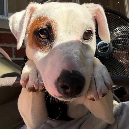 Cosmo, Adoptable, Young Male Jack Russell Terrier & Mixed Breed.