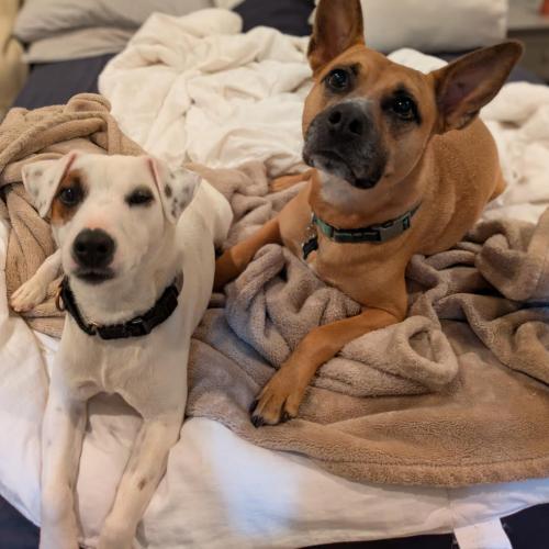 Enlarge Cosmo, a Adoptable mixed breed in Washington DC, DC image 2/5