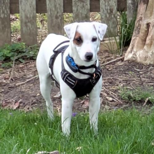 Enlarge Cosmo, a Adoptable mixed breed in Washington DC, DC image 3/5