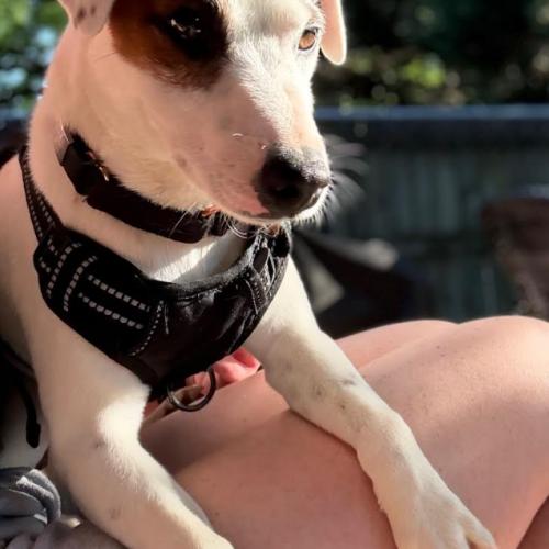 Enlarge Cosmo, a Adoptable mixed breed in Washington DC, DC image 4/5