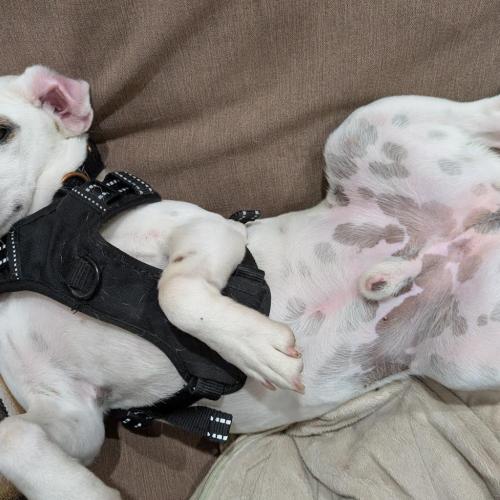 Enlarge Cosmo, a Adoptable mixed breed in Washington DC, DC image 5/5