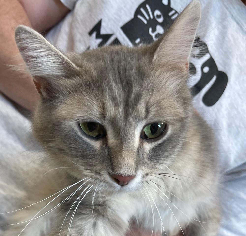 Jazzy, Adopted, Adult Female Domestic Medium Hair & Domestic Medium Hair.
