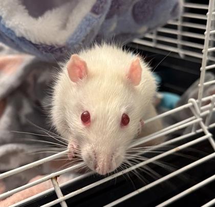 Dust Imp, an adopted Rat in Richmond, VA image 2/2