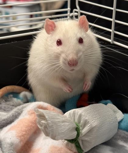 Dust Imp, adopted, Adult Male Rat.