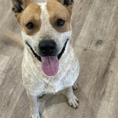Enlarge Donner - Transport Available, a Adoptable mixed breed in North Bergen, NJ image 6/6