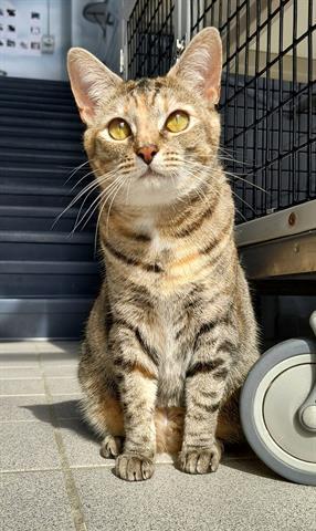 Enlarge MALLORY, a Adoptable Domestic Short Hair in Canfield, OH image 1/1