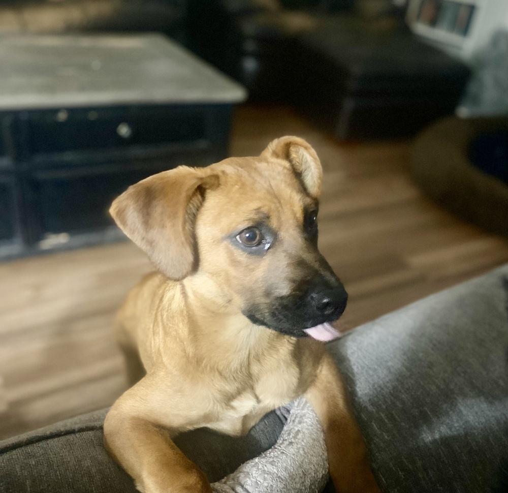 Misty, Adoptable, Puppy Female Labrador Retriever.