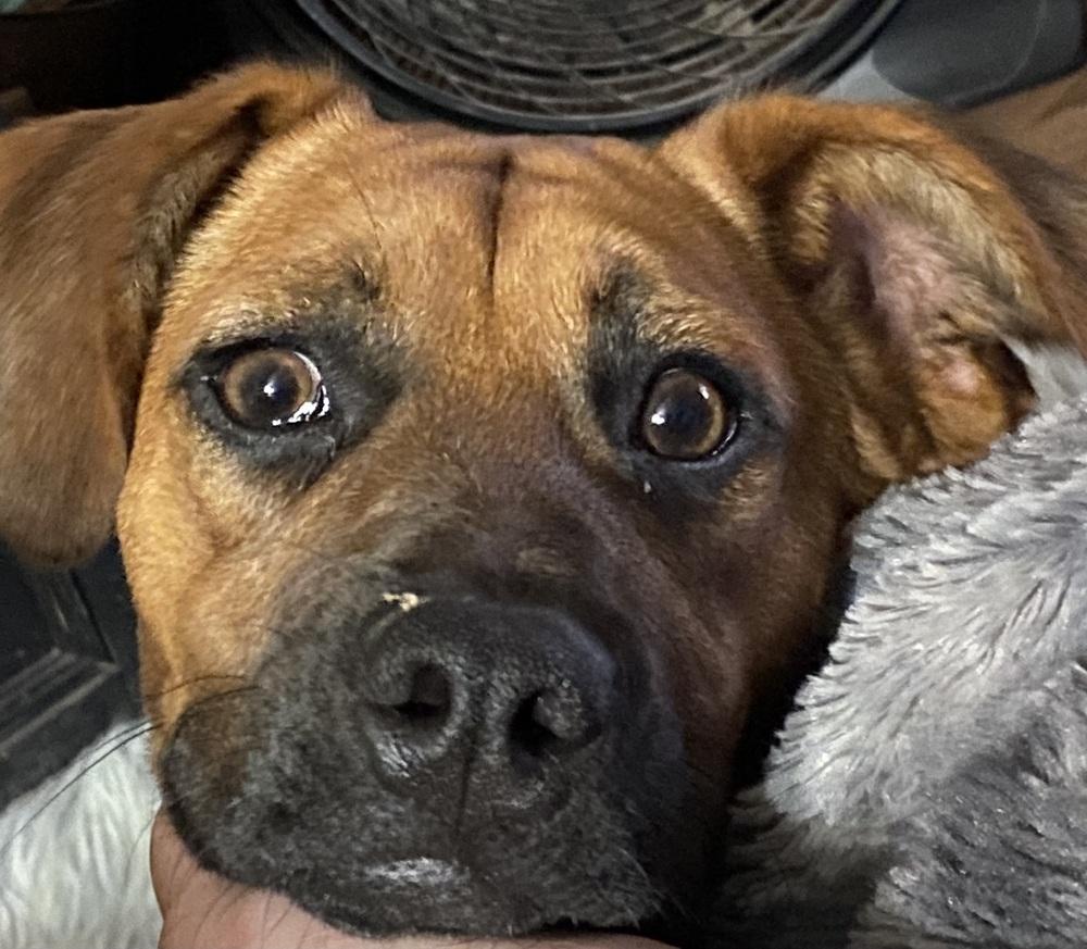 Misty, a Adoptable mixed breed in Escondido, CA image 1/6