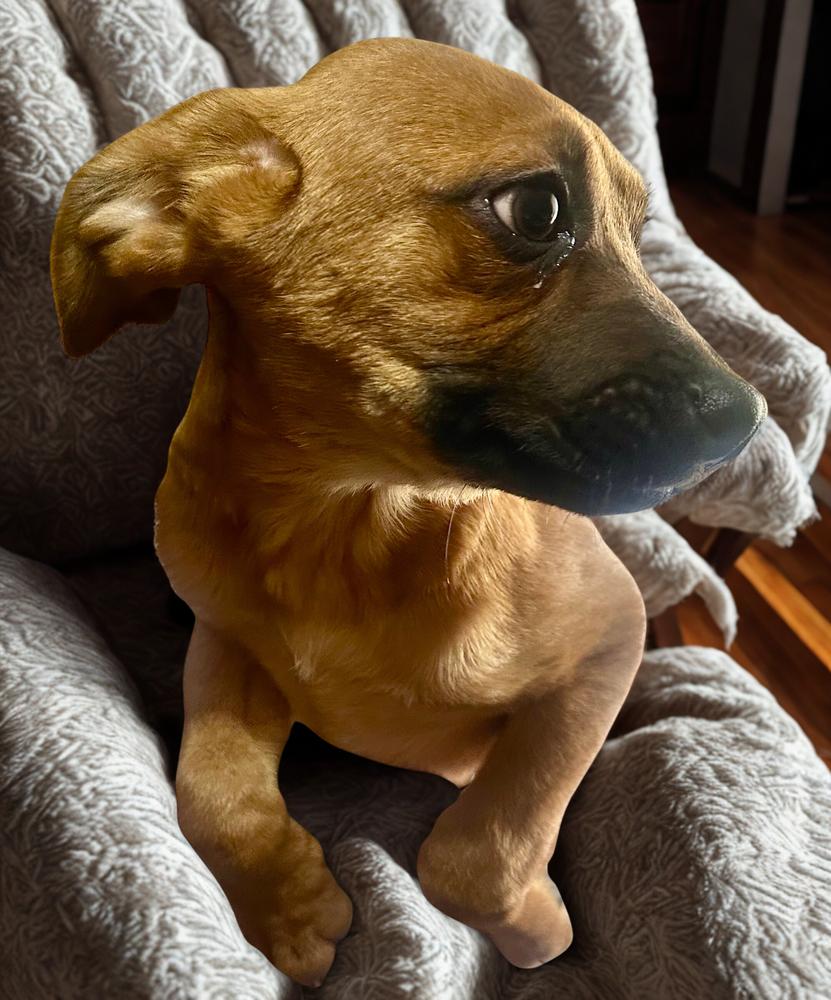 Misty, Adoptable, Puppy Female Labrador Retriever.