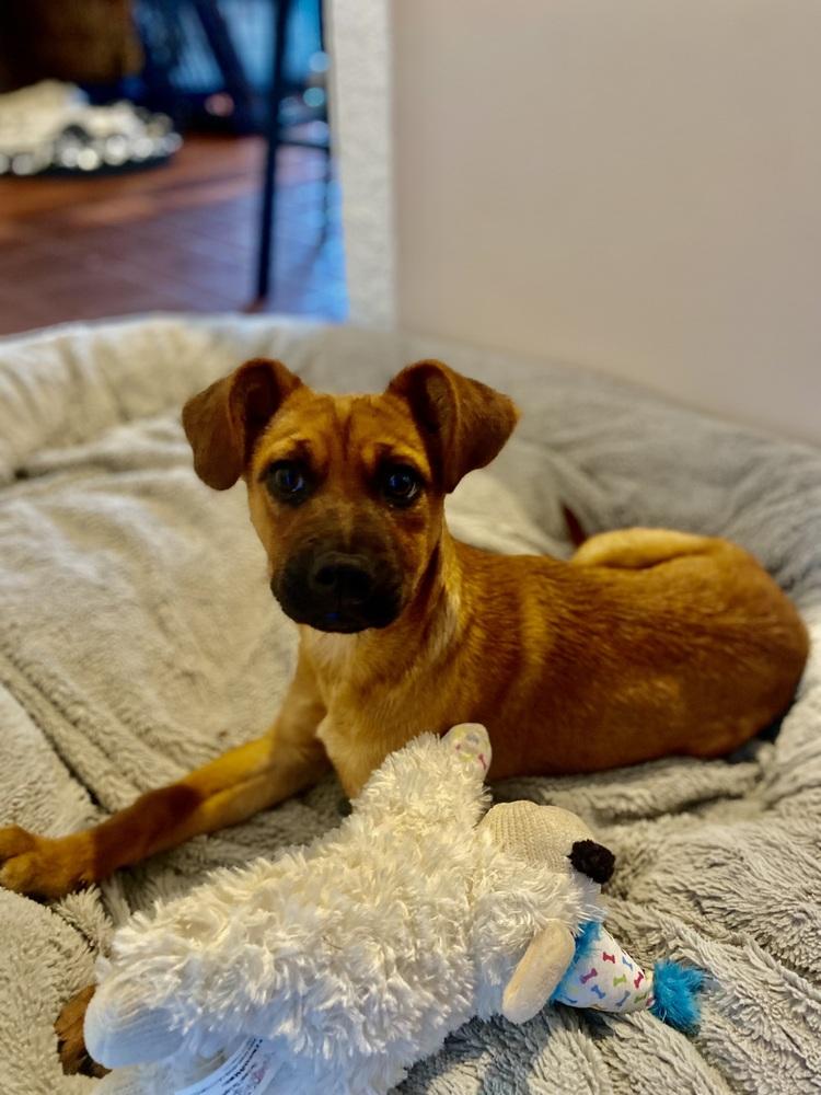 Enlarge Misty, a Adoptable mixed breed in Escondido, CA image 2/6