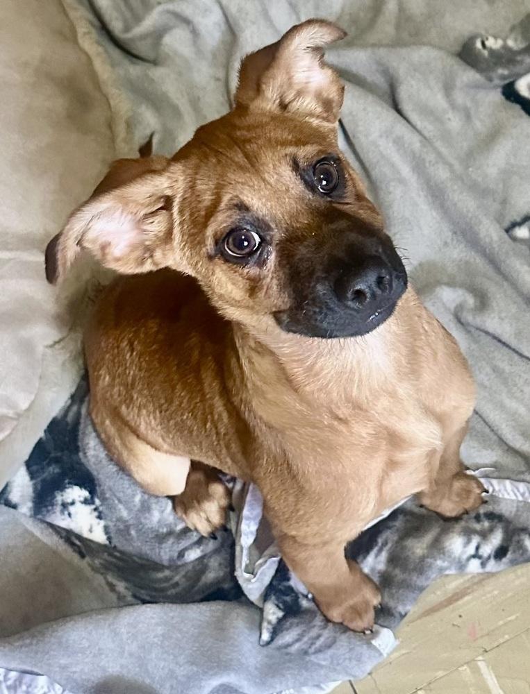 Enlarge Misty, a Adoptable mixed breed in Escondido, CA image 3/6