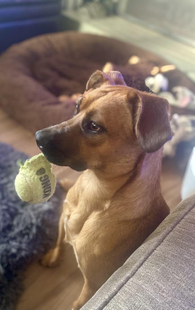 Enlarge Misty, a Adoptable mixed breed in Escondido, CA image 3/6