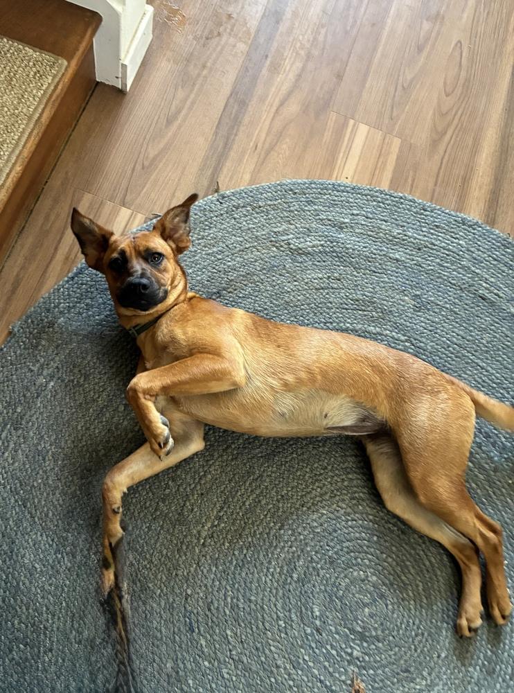 Misty, a Adoptable mixed breed in Escondido, CA image 2/6