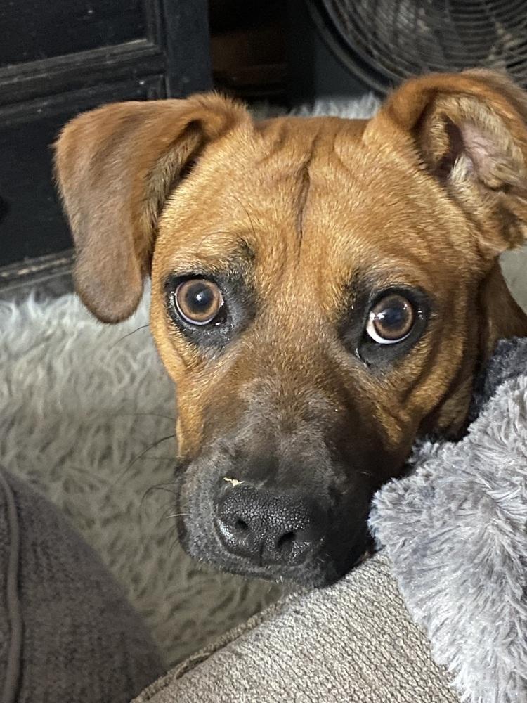 Misty, a Adoptable mixed breed in Escondido, CA image 3/6