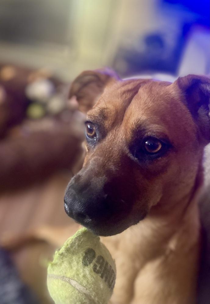 Enlarge Misty, a Adoptable mixed breed in Escondido, CA image 4/6