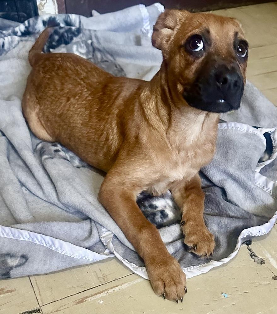 Enlarge Misty, a Adoptable mixed breed in Escondido, CA image 4/6