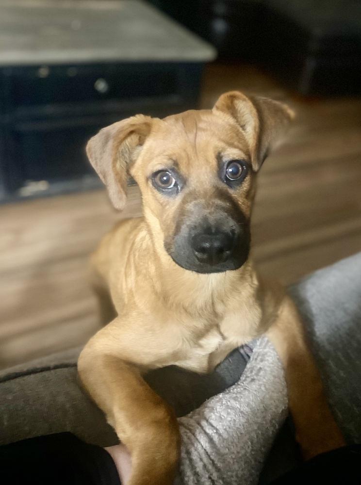 Enlarge Misty, a Adoptable mixed breed in Escondido, CA image 5/6