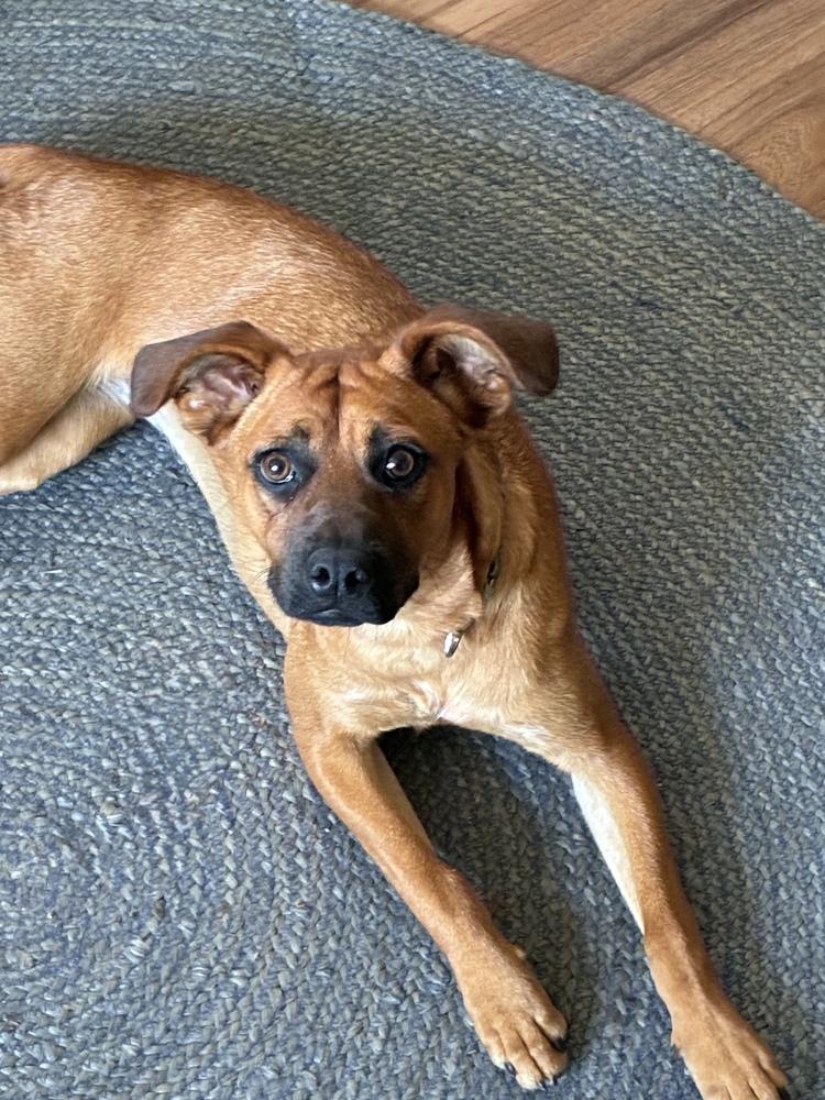 Misty, a Adoptable mixed breed in Escondido, CA image 6/6