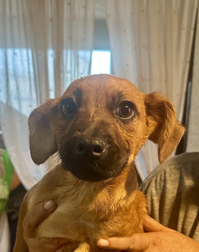 Misty, Adoptable, Puppy Female Labrador Retriever.