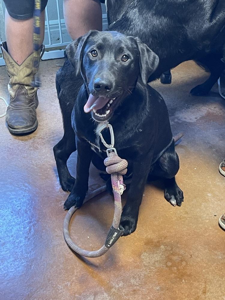 Diesel, Adoptable, Young Male Labrador Retriever.