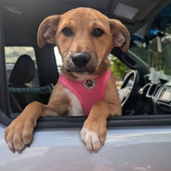 Enlarge Edith, a Adopted mixed breed in West Chicago, IL image 4/5