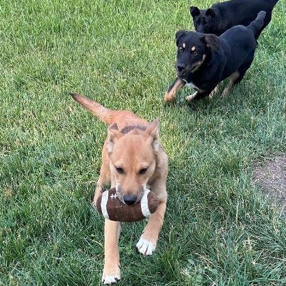 Enlarge Edith, a Adopted mixed breed in West Chicago, IL image 2/5