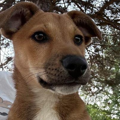 Enlarge Edith, a Adopted mixed breed in West Chicago, IL image 3/5