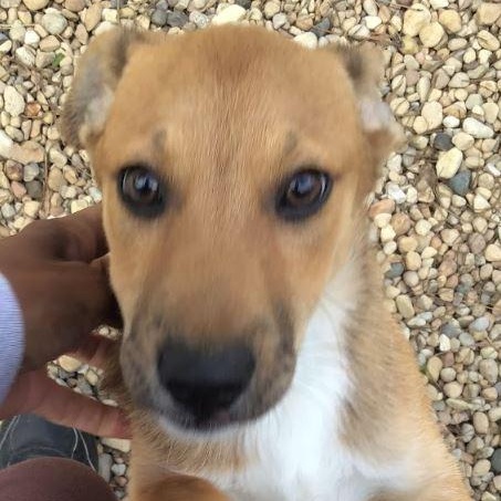 Enlarge Edith, a Adopted mixed breed in West Chicago, IL image 5/5