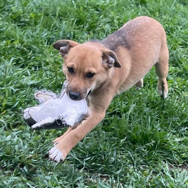 Edith, Adopted, Young Female Mixed Breed.