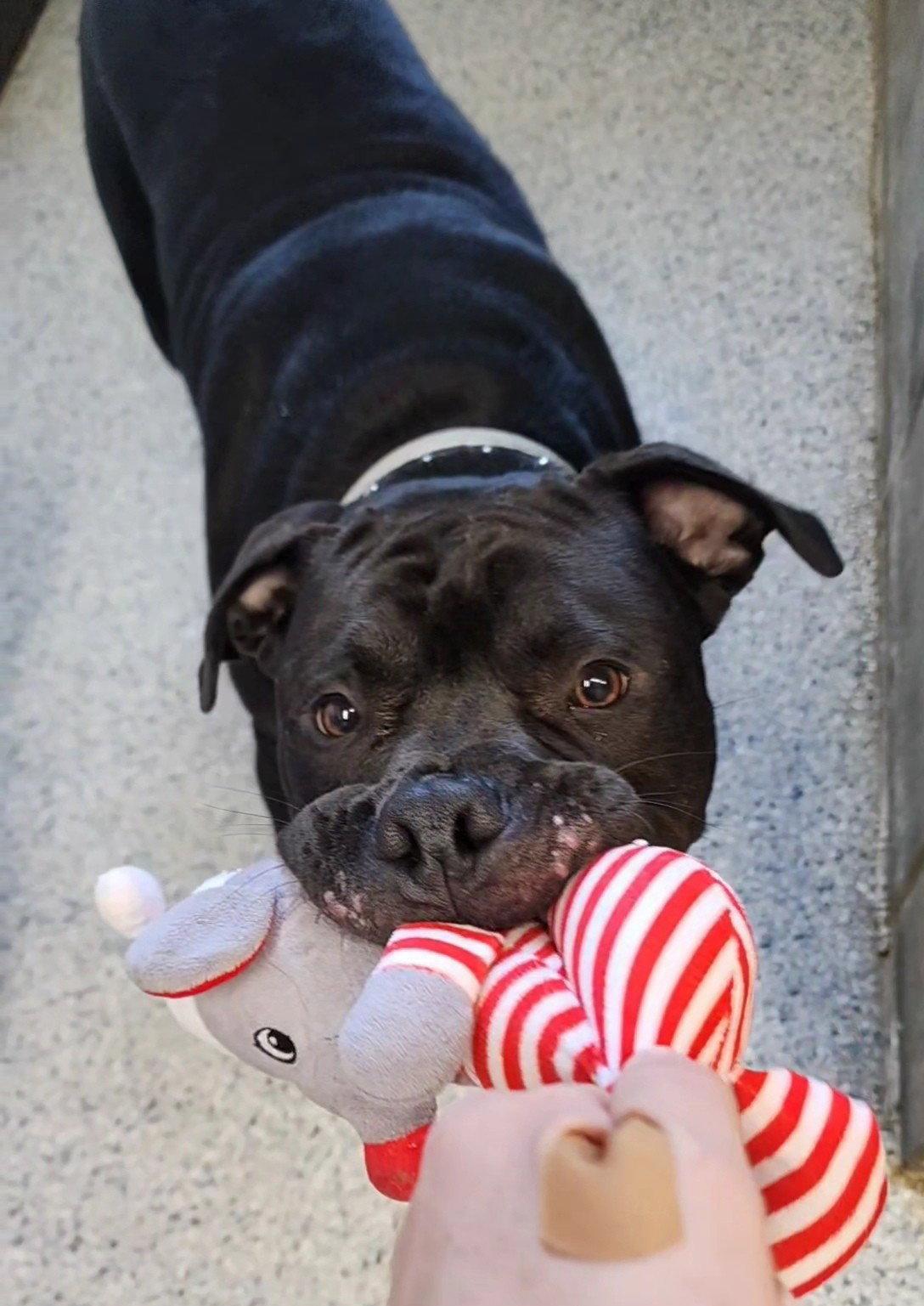 Enlarge Mamoa, a Adoptable American Bulldog in Knoxville, IA image 1/2