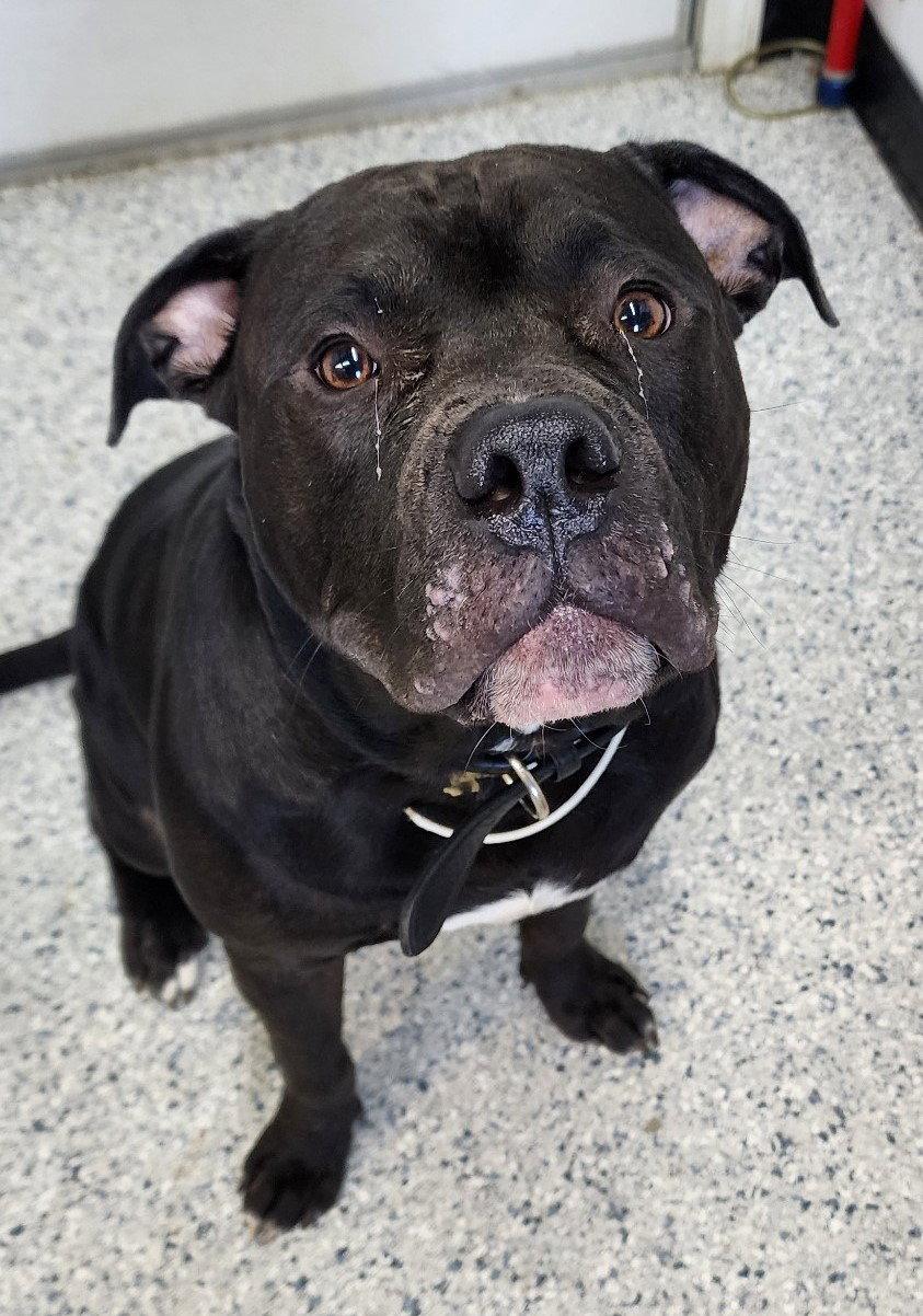 Enlarge Mamoa, a Adoptable American Bulldog in Knoxville, IA image 2/2