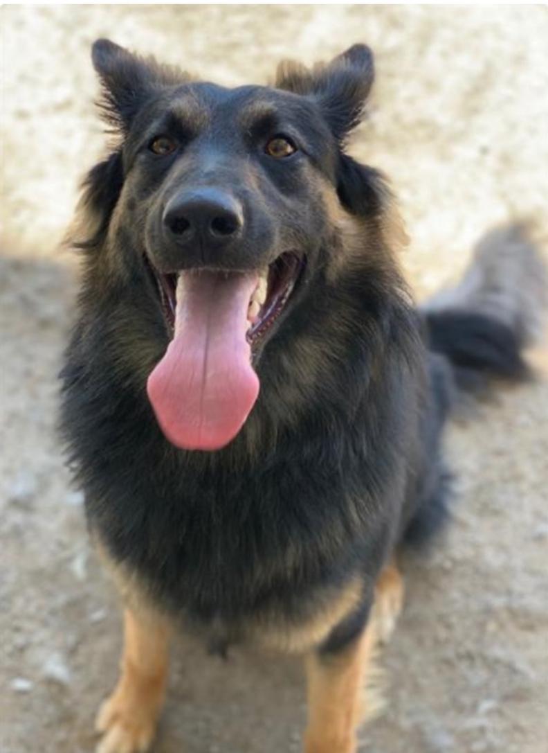 Arthur, an adoptable German Shepherd Dog in Vassalboro, ME, 04989 | Photo Image 1