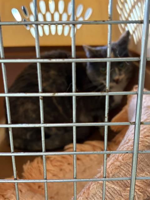 KATIE, Adoptable, Senior Female Domestic Short Hair.