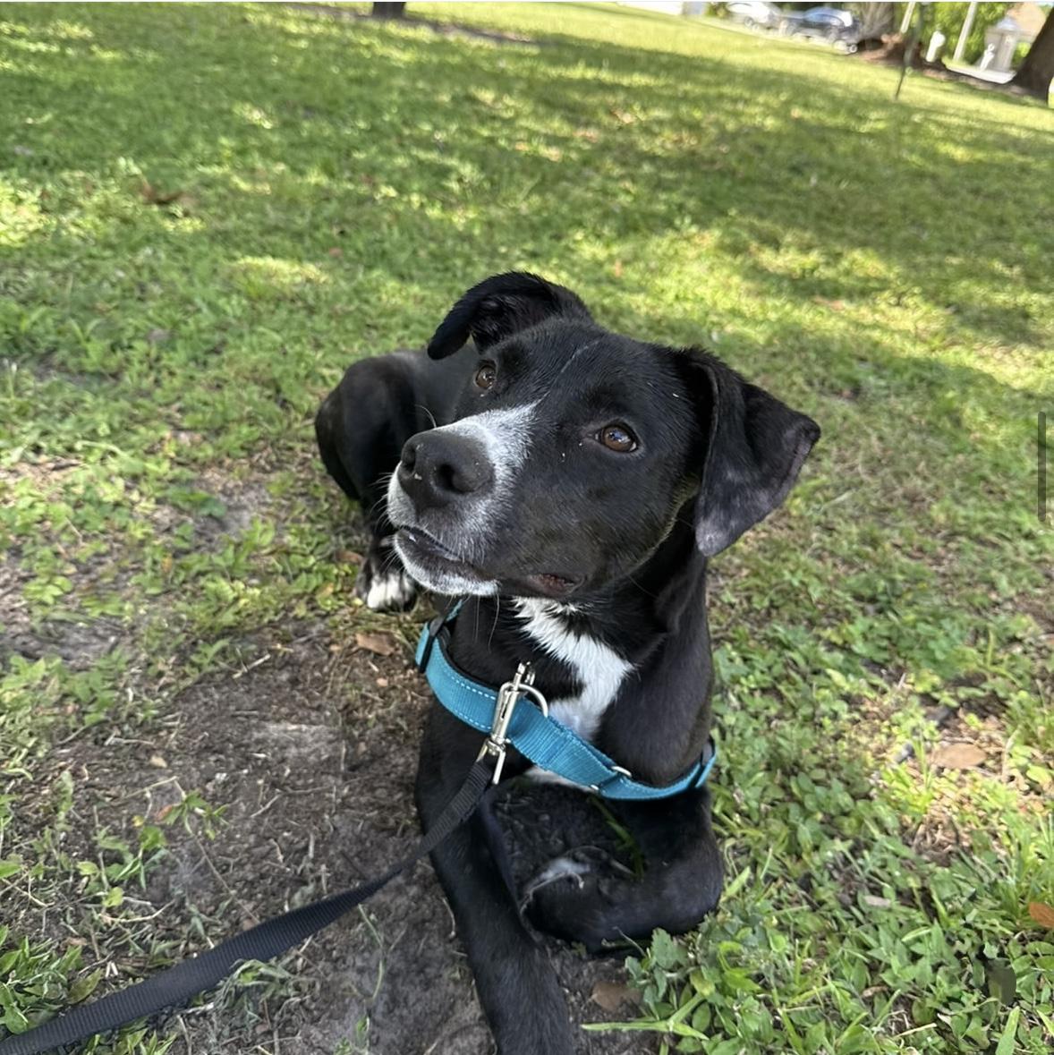 Enlarge Bell, a Adoptable mixed breed in tampa, FL image 3/6